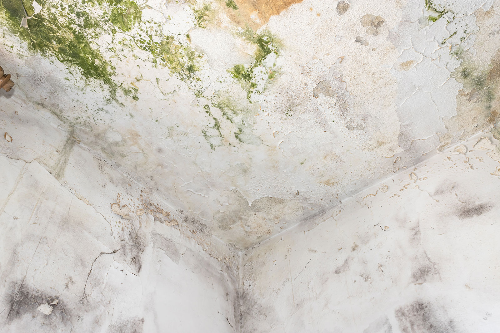 mold-2