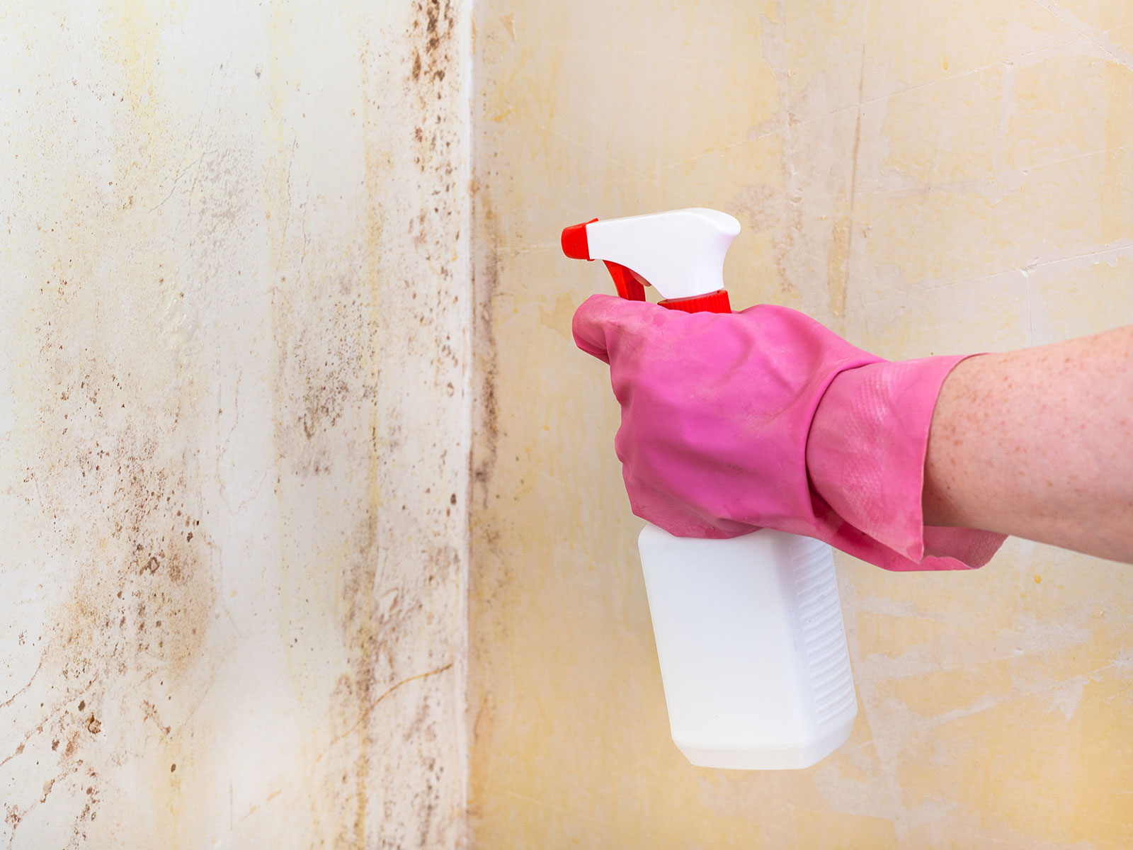 mold-removal