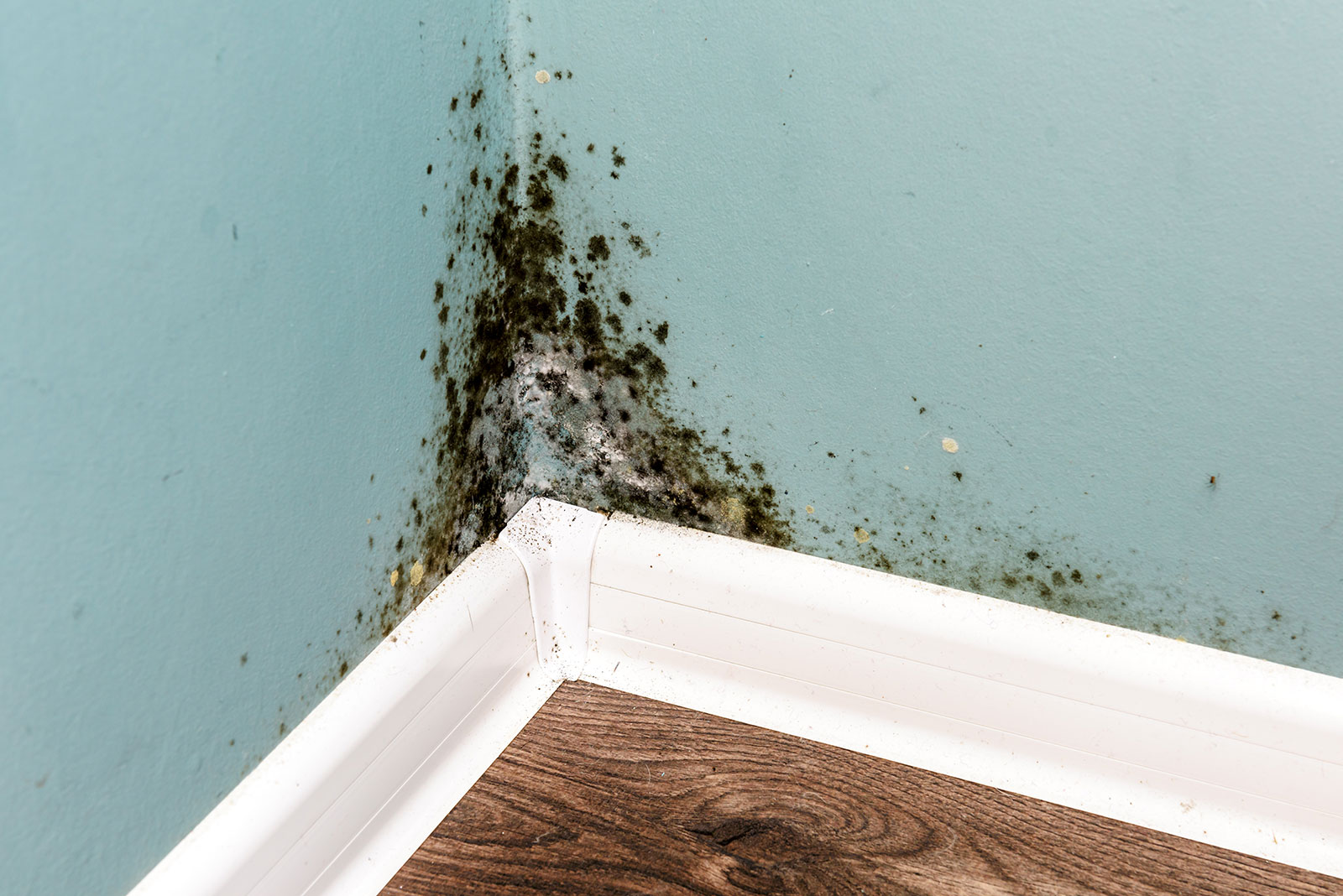 mold
