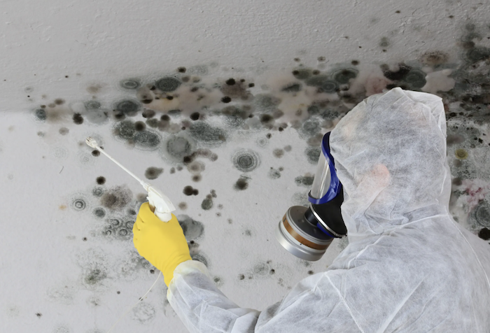 mold remediation