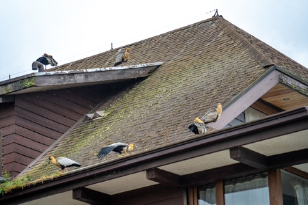 5 Ways To Keep Birds Nesting on the Roof-photo